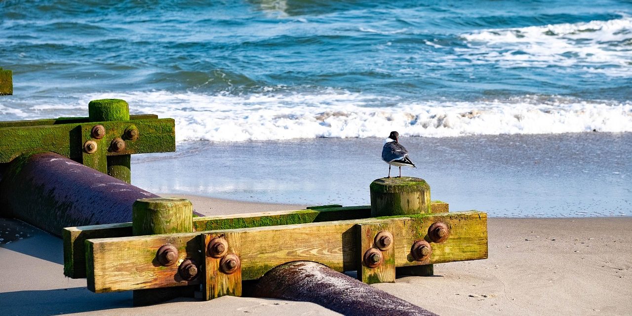 laughing-gull-4235676_1280